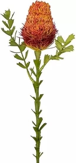 Banksia konstväxt - orange - Products - Inredning - Dekoration & inredningsdetaljer - Prydnadssaker - Blomsterdekoration