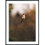 Posterworld - Motivfugl - 70 x 100 cm