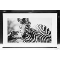 Maleri med forkromet ramme (Zebra) - 40x60 cm Maleri med forkromet ramme (Zebra) - 40x60 cm