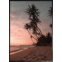 Plakat - Sommer