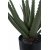 Aloe Vera kunstig plante - H:51 cm - Grn