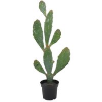 Kunstig plante - Verde  Kaktus 92 cm