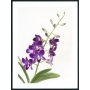 Posterworld - Motiv Orchid - 70x100 cm