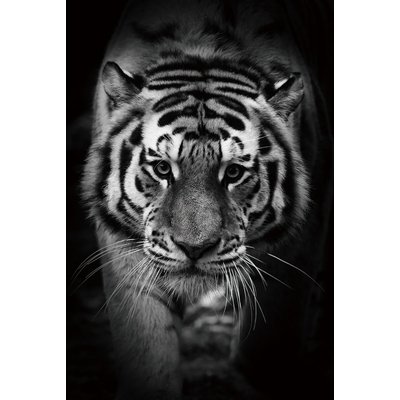 Glasplade Tiger - 120x80 cm