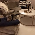 Kundebillede Accent sofabord rund 85 - Hvid marmor / Messingsfarvet
